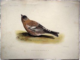 Ornithology Brown-Capped Rosy-Finch c1875 Colored Litho. Leucosticte Australis - £34.17 GBP