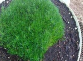 500  Of Imported Irish Moss Seeds, Sagina Subulata SE Seeds, Easy Growin... - $11.37