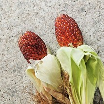 ArfanJaya 75 Red Strawberry Popcorn Seeds Organic Native Heirloom Summer Fun - £6.71 GBP