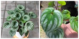 Us Seller Peperomia Watermelon Plant Starter House Plants - $49.99