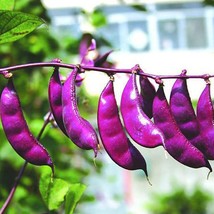 SDC 30 Purple Hyacinth Bean Red Leaved Plant Vine Purple Flo Fresh Seeds - $426.85 MXN