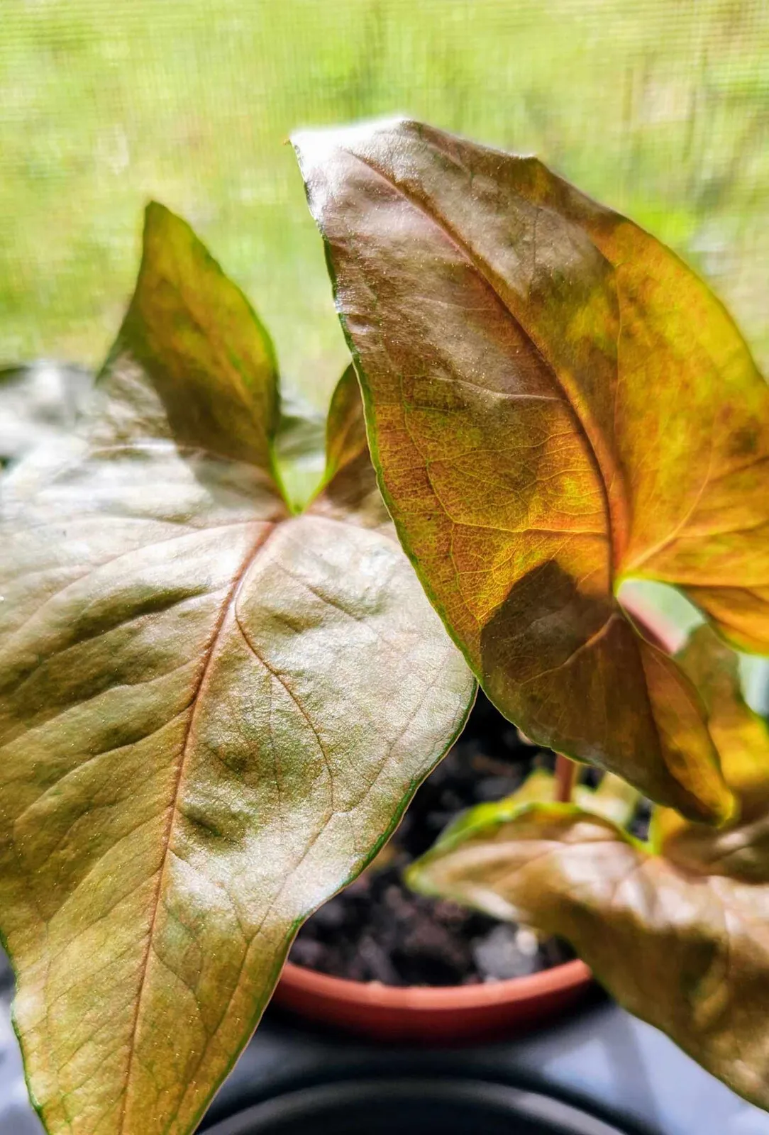 Maria Bronze - Pink Brown Syngonium Podophyllum - Arrowhead Vine Philode... - $19.00