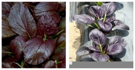 Gourmet Purple Pak Choi Seeds - Bok Choi Brassica rapa Chinensis 600 Fresh Seeds - £15.12 GBP