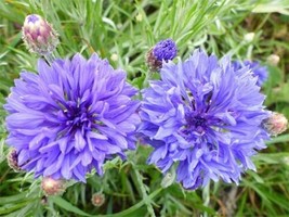 Centaurea Cyanus 250 Seeds Blue Cornflower Annual Wildflowers Gardening Fresh US - $7.80