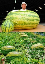 Giant Watermelon 250 Lbs Organic Seeds 1 Pack 20 Seeds Iwanaga Giant Japan Culti - £6.62 GBP