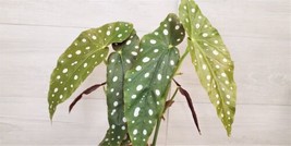 SEPTH Angelwing Begonia Maculata ,Begonia Wightii Spotted live plant in 4&quot;&quot; Pot - £20.10 GBP