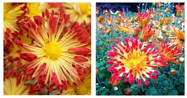 USA Seller - Matchsticks Chrysanthemum - A Truly Hot Perennial - 2.5&quot; Pot - $40.98