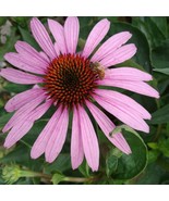 SEED- Echinacea- Purple or  Red Coneflower- Grow Your Own -Daisy-Summer ... - $3.58+