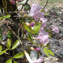 FROM US LIVE 8”-12” Pink Trumpet Tree Bignoniaceae (Tabebuia heterophyll... - $56.23