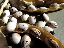 Dove Dry Bean - big, boldly-marked bean - $5.00