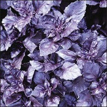 SKMO 500 Dark Opal Basil Purple Ruffles Ocimum Basilicum Herb Flower Seeds - £14.09 GBP