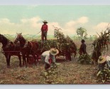 Horse Drawn Corn Harvesting Farming Agricultural Scenen UNP DB Postcard N7 - $3.91
