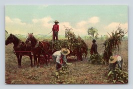 Horse Drawn Corn Harvesting Farming Agricultural Scenen UNP DB Postcard N7 - $3.91