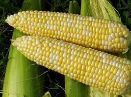 VP Bicolor Corn Delectable Yellow &amp; White Zea Mays Vegetable 60 Seeds - £3.79 GBP