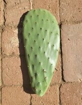 Prickly Pear Elephant Cactus EDIBLE Pads/Fruits Vegetables 1 Pad - $5.94