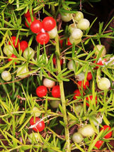 20 Seeds Asparagus Falcatus Fern Shrub Fragrant Flowering Bush Bird Atract Seed  - £14.11 GBP