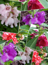 10 Pc Seeds Impatiens balsamina Mixed Plant, Impatiens Seeds for Planting | RK - £23.50 GBP