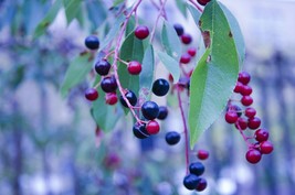 30 Black Gold Huckleberry Vaccinium membranaceum seeds  - £6.37 GBP