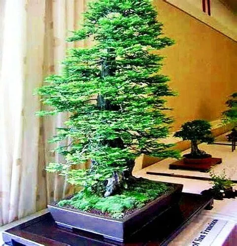 20 California Coast Redwood Seeds Giant Sequoia Bonsai TALLEST TREE in the WORLD - £8.68 GBP