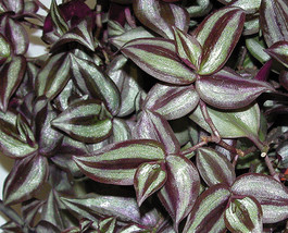 10 Clipping Houseplant Purple Queen secretia heart Wandering Jew Tradescantia - £29.21 GBP