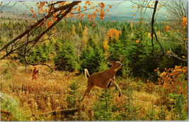 Disappointed Hunter As Deer Runs Away Adirondack Mountains Postcard - £3.85 GBP