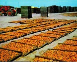 Vtg Postcard San Joaquin Valley California Fruit Drying Yard - Unused - $6.20