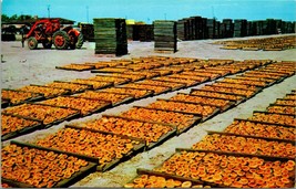 Vtg Postcard San Joaquin Valley California Fruit Drying Yard - Unused - £4.89 GBP