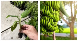 Musa - Dwarf Cavendish - 8-12" Banana Tree - $34.93