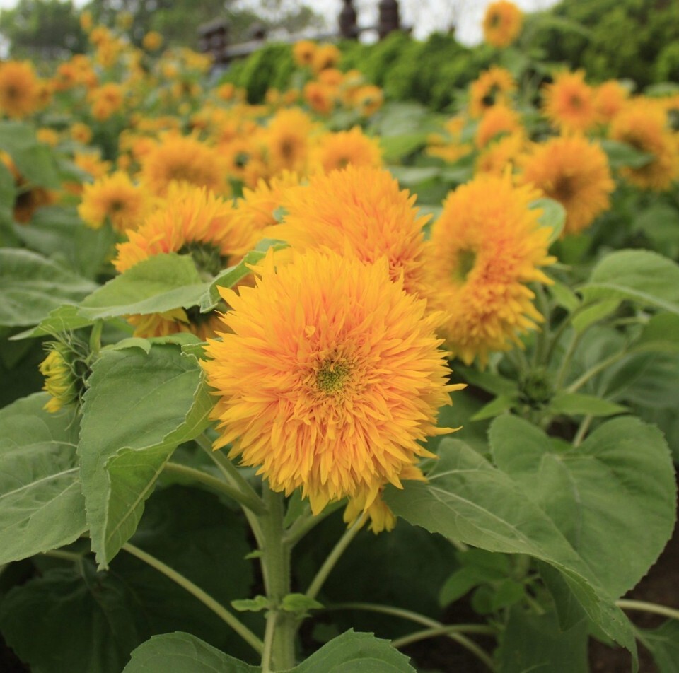 Teddy Bear Sunflower Seeds, Compact, Dwarf Sungold Sunflower, NON-GMO, F... - $1.67+