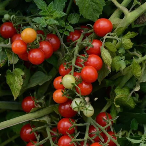 50 Tomato Seeds Tomato Candyland Red Currant Tomato Seeds Fresh New - £11.97 GBP