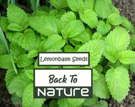 Lemon Balm Seeds - Seeds - Organic &amp; Non Gmo Lemon Balm Seeds - Heirloom Herb Se - £1.76 GBP