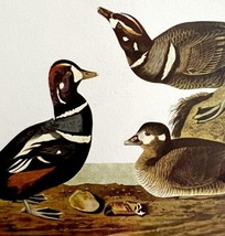 Harlequin Duck Bird 1950 Lithograph Print Audubon Nature First Edition D... - £23.59 GBP