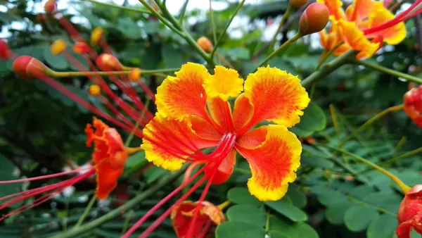 Fresh Peacock Flower Seeds For Planting - 10 Seeds - Caesalpinia Pulcherrima - R - £18.61 GBP