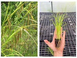 Carex crinita Fringed Sedge Sedge Family Starter Plant Plug - £25.92 GBP