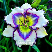 Hybrid Taglilie Blumen Samen Hemerocallis Lily - 100 Seeds - $5.83