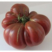 Purple Calabash Tomato  10 Seeds  Garden Beautiful USA SELLER - $5.60