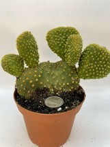 4 INCH Pot Opuntia microdasys monstrose - crested - live cactus succulent plant - £28.94 GBP