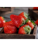 SD 100Red Strawberry Seeds Big Flesh Fruit Perennial Container Garden Seeds - $8.33