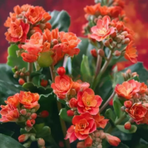 CLK 25 Seeds Flaming Katy Flower Kalanchoe Blossfeldiana USA Seller - £8.59 GBP