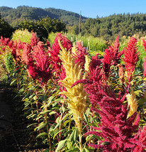 35 Kinds Of Amaranth Master Amaranth Collection 35 Seed Packs All Different Fres - $64.99