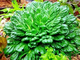 Semilir 600 Seeds Tat Soi Cabbage Seeds Organic Spring Fall Vegetable Garden Con - £6.77 GBP