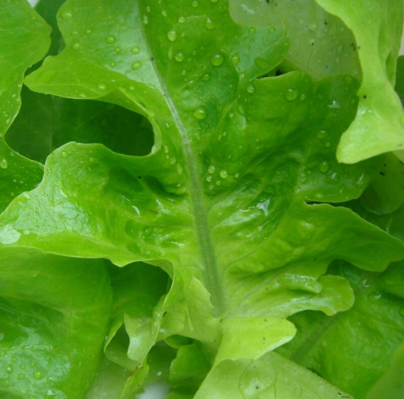 SEPTH 2000 SEEDS - Lettuce, Oak Leaf OAKLEAF Green salads - $2.00