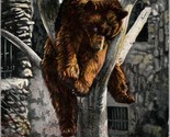 Vintage 1910s S.S. Kresge Postcard - Bear On a Tree - Lincoln Park Chica... - £3.52 GBP