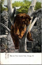 Vintage 1910s S.S. Kresge Postcard - Bear On a Tree - Lincoln Park Chicago Ill - £3.47 GBP