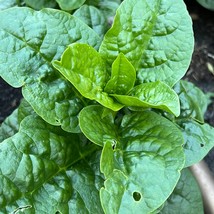 New Seeds 50 Big Malabar Spinach Round Leaf seeds USA Seller - £5.17 GBP