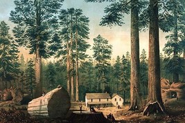 The Mammoth Trees (Sequoia gigantea) by Middleton - Art Print - £17.53 GBP+