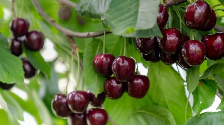 10 Regina Cherry Seeds For Garden Planting USA Seller - $14.00