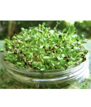 100 SEEDS ALFALFA SPROUT MEDICAGO SATIVA GROW FAST HEIRLOOM SEEDS IMPRESS - $8.35