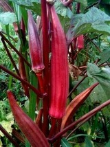 BPA Red Burgundy Okra Seeds 30 Summer Vegetable Garden Culinary From US - £6.82 GBP