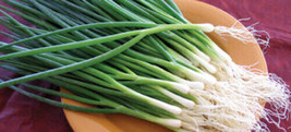 ENIL 200 Of Green Onion Seeds Tokyo Long White Bunching Onion Scallion Shallot F - £2.55 GBP